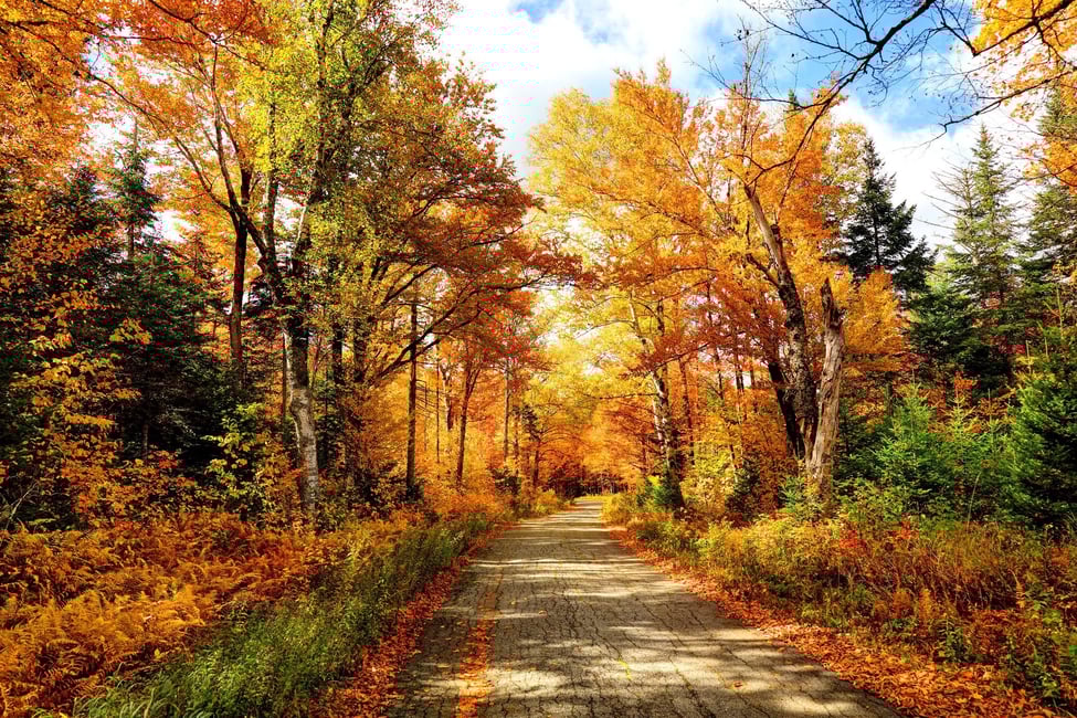 Why Do Leaves Change Color in the Fall?