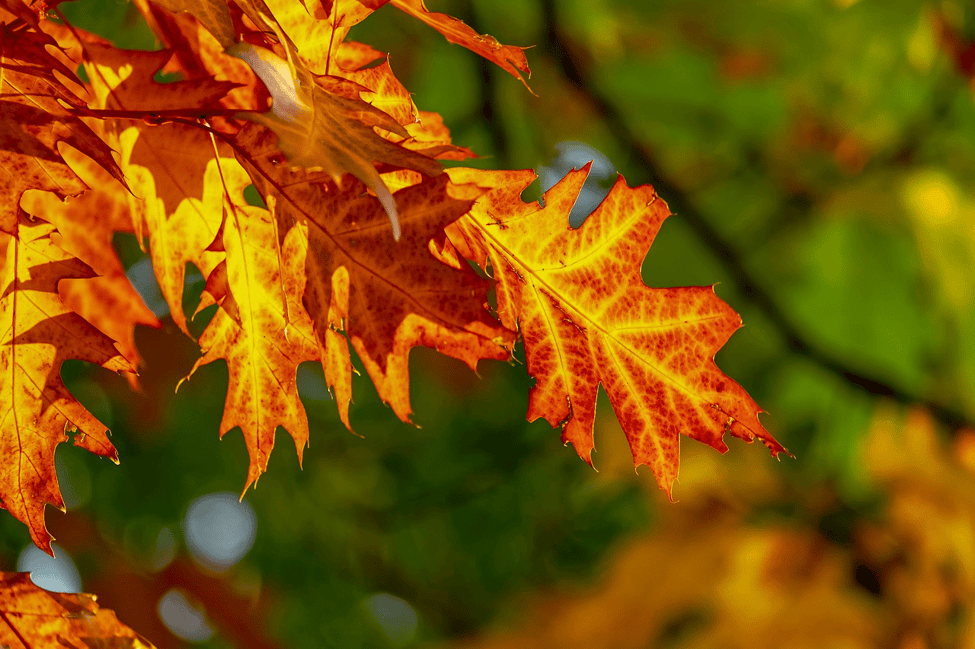 Home Buying Myths in Fall: