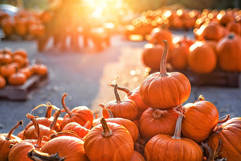 8 Things to add to your autumn bucket list