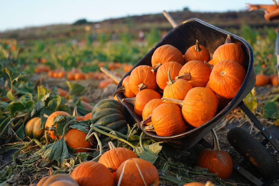 Top 10 Thanksgiving Monday activities in and around Toronto!