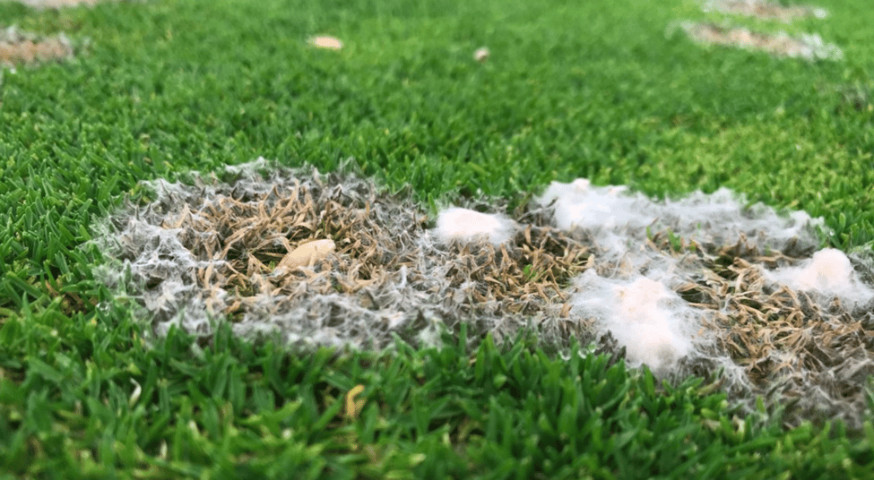 Snow Mold on Your Lawn: How to Identify, Treat & Prevent It This Spring