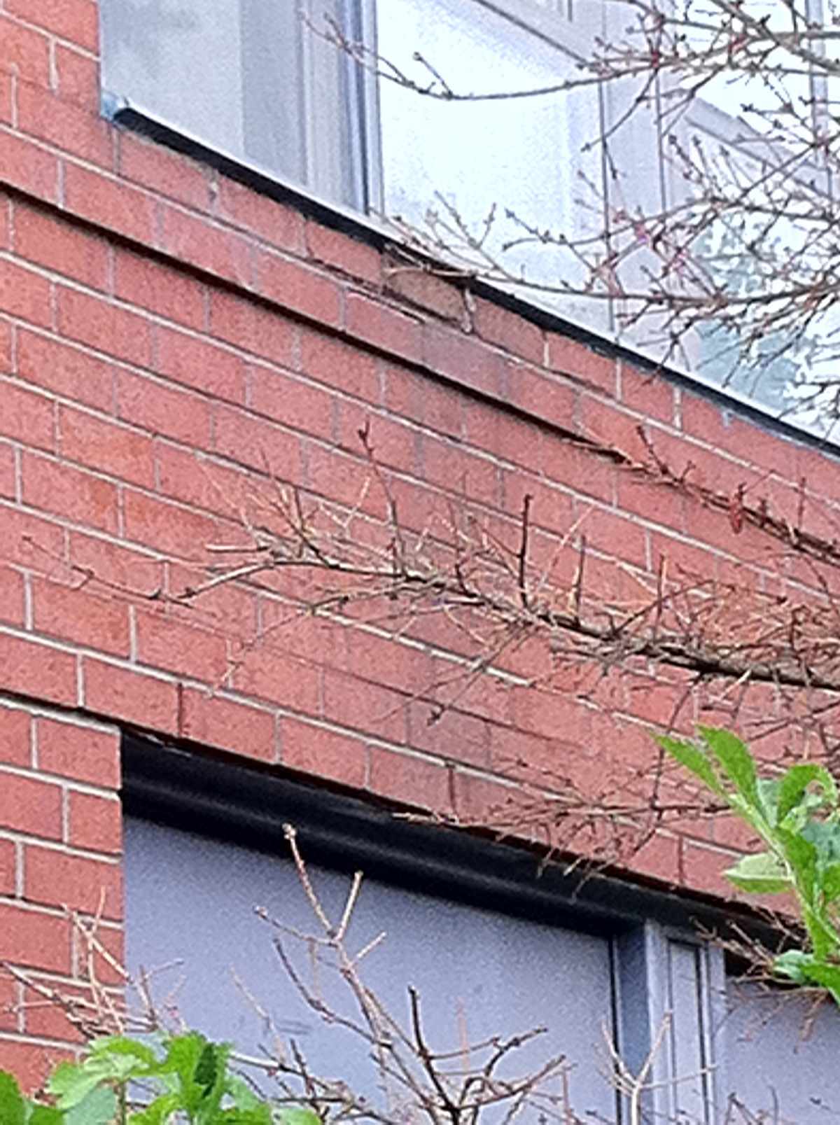 Halton CO-OP Housing - Selective brick work
