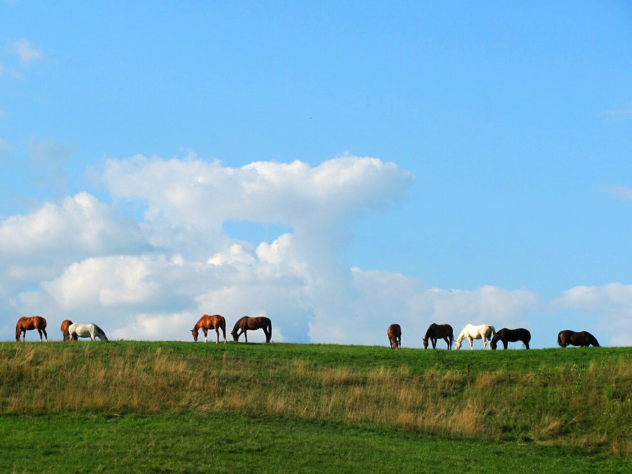 Ancaster