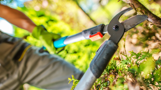home fall maintenace, trees, shrubs