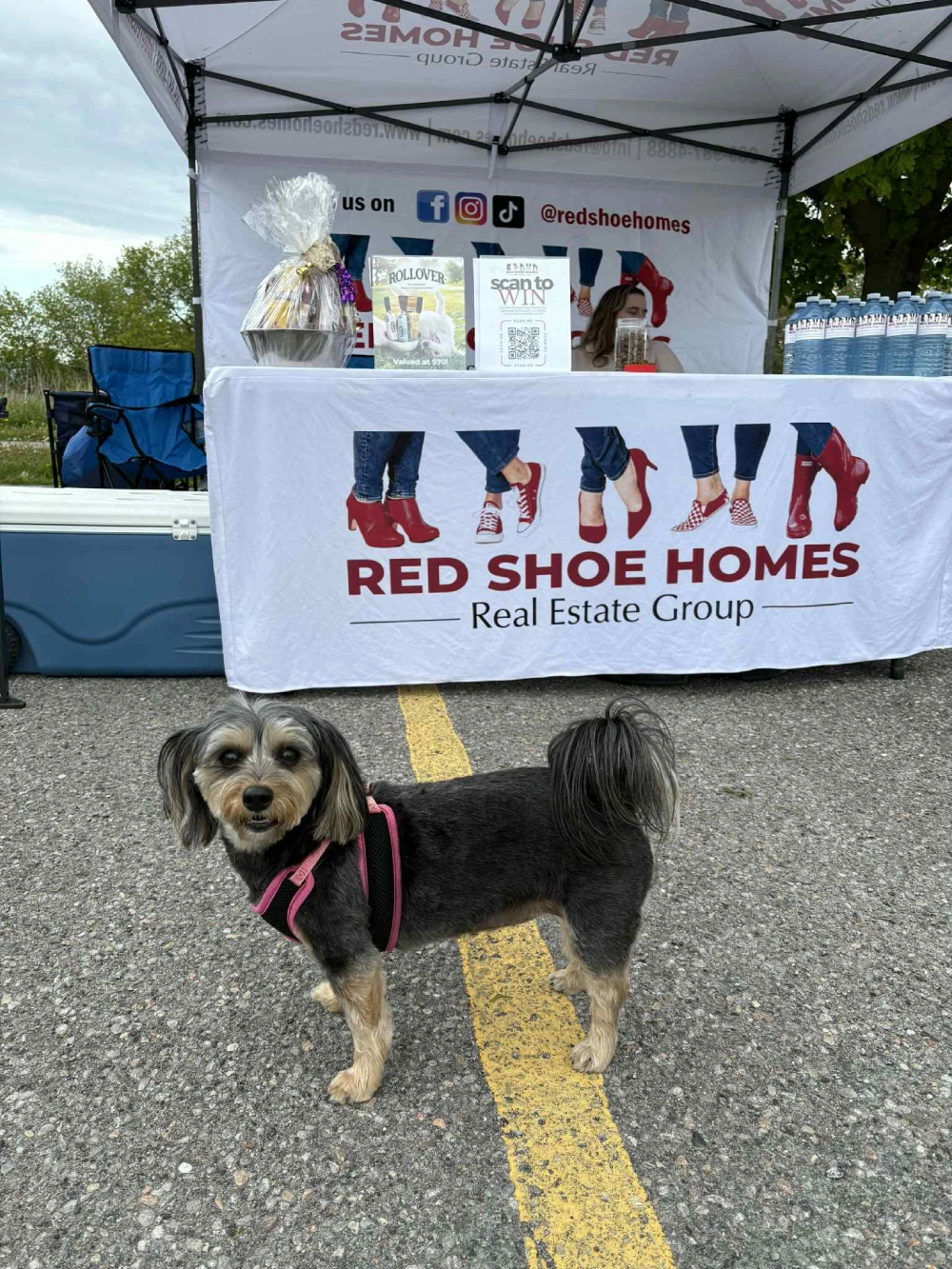Walk for Dog Guides