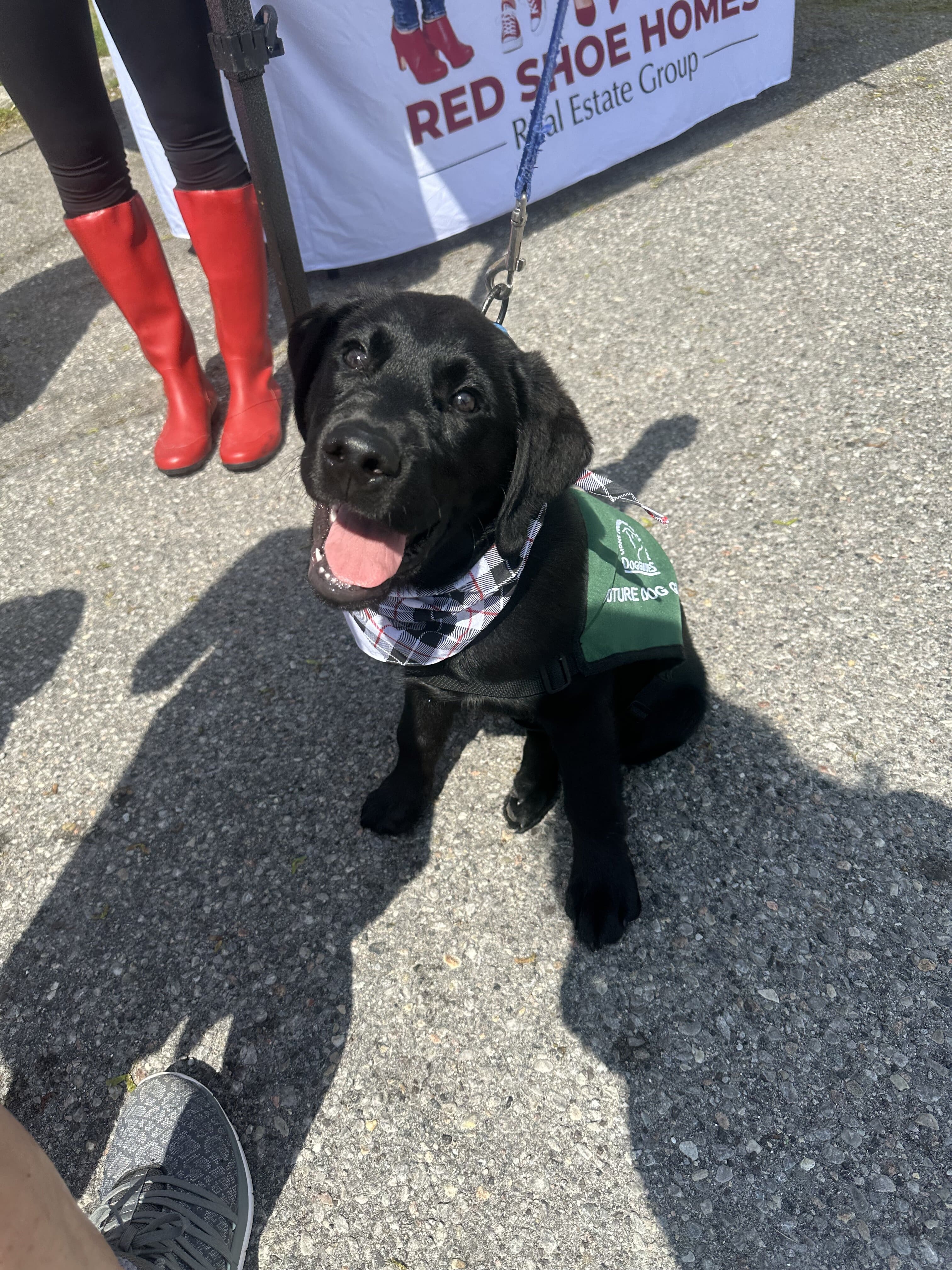 Walk for Dog Guides