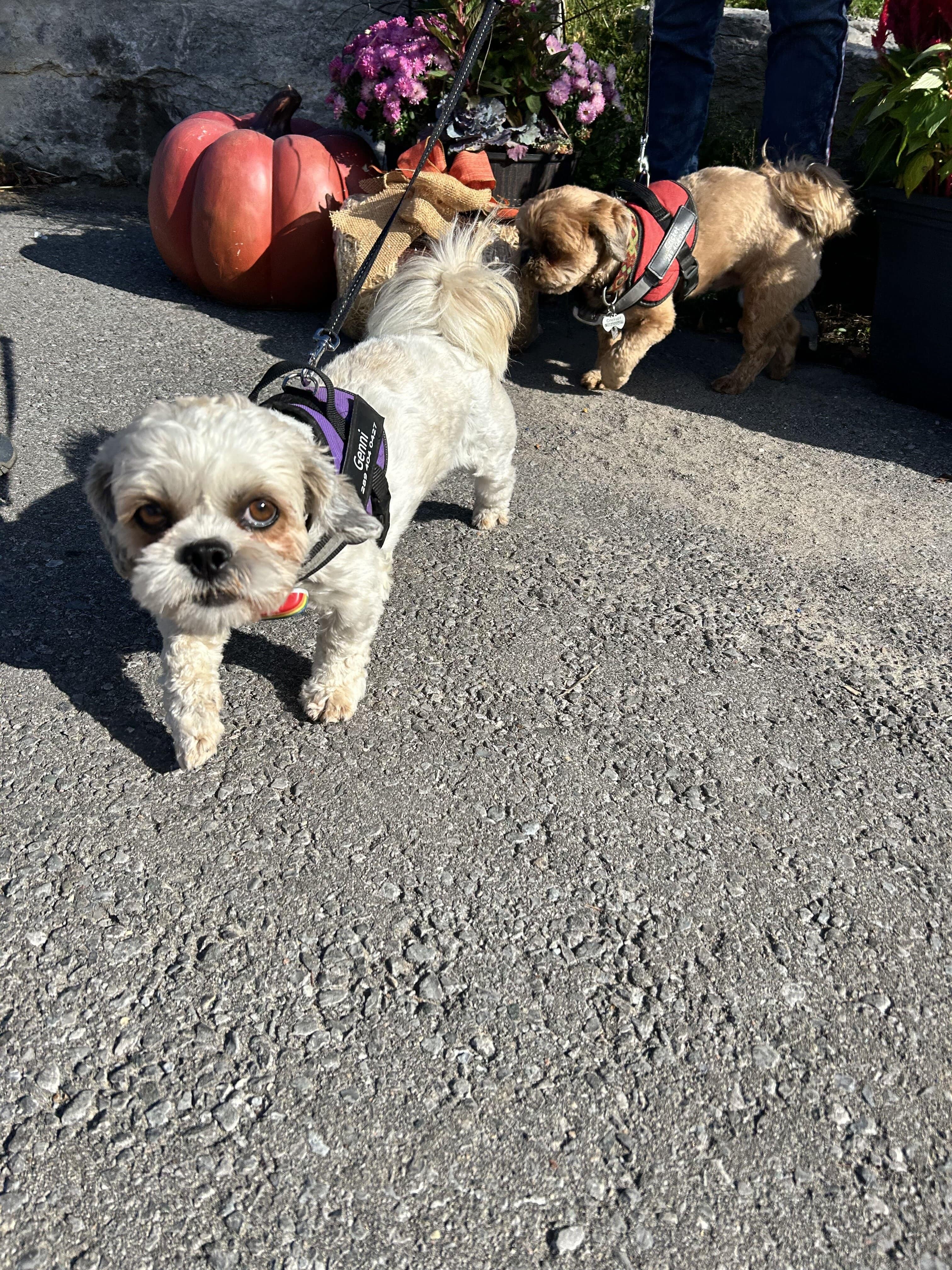 Paws in the Park