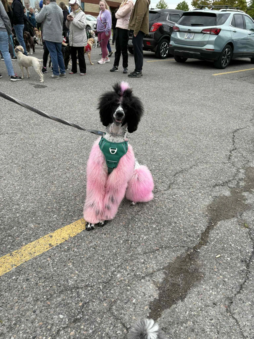 Walk for Dog Guides