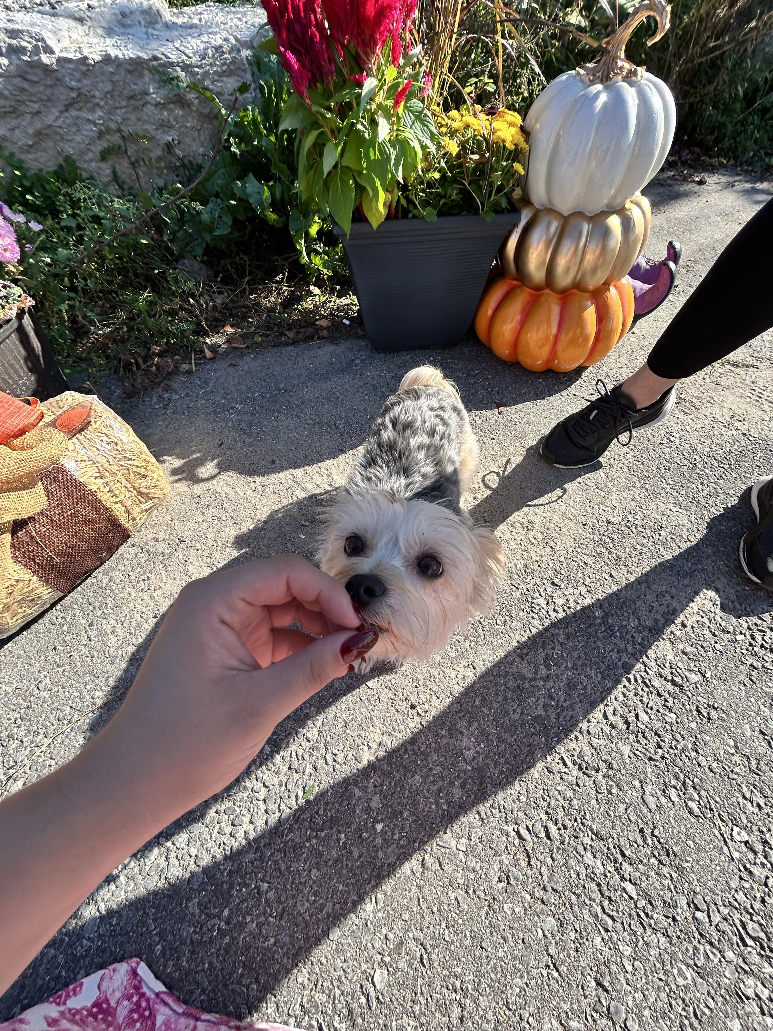 Paws in the Park