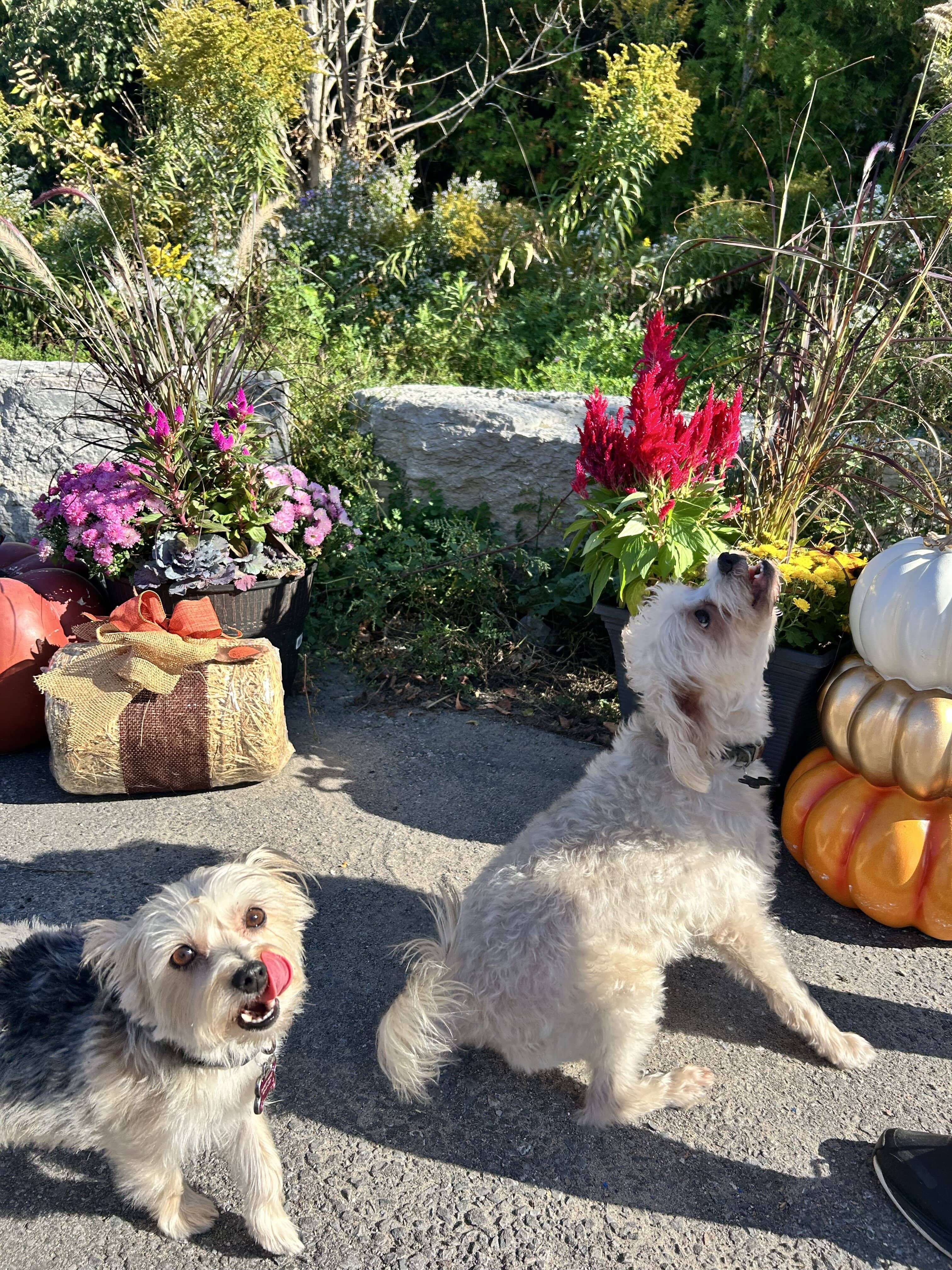 Paws in the Park