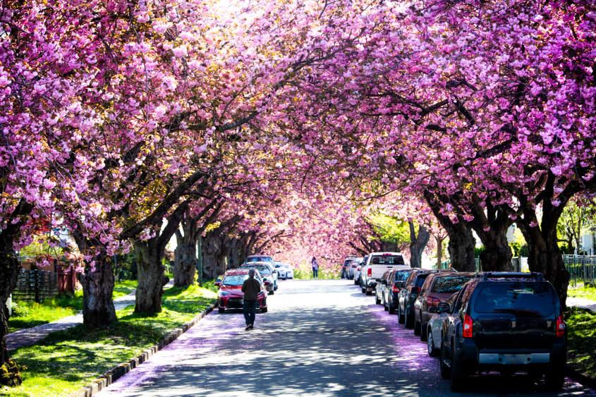 Spring in Vancouver Itinerary | Destination Vancouver