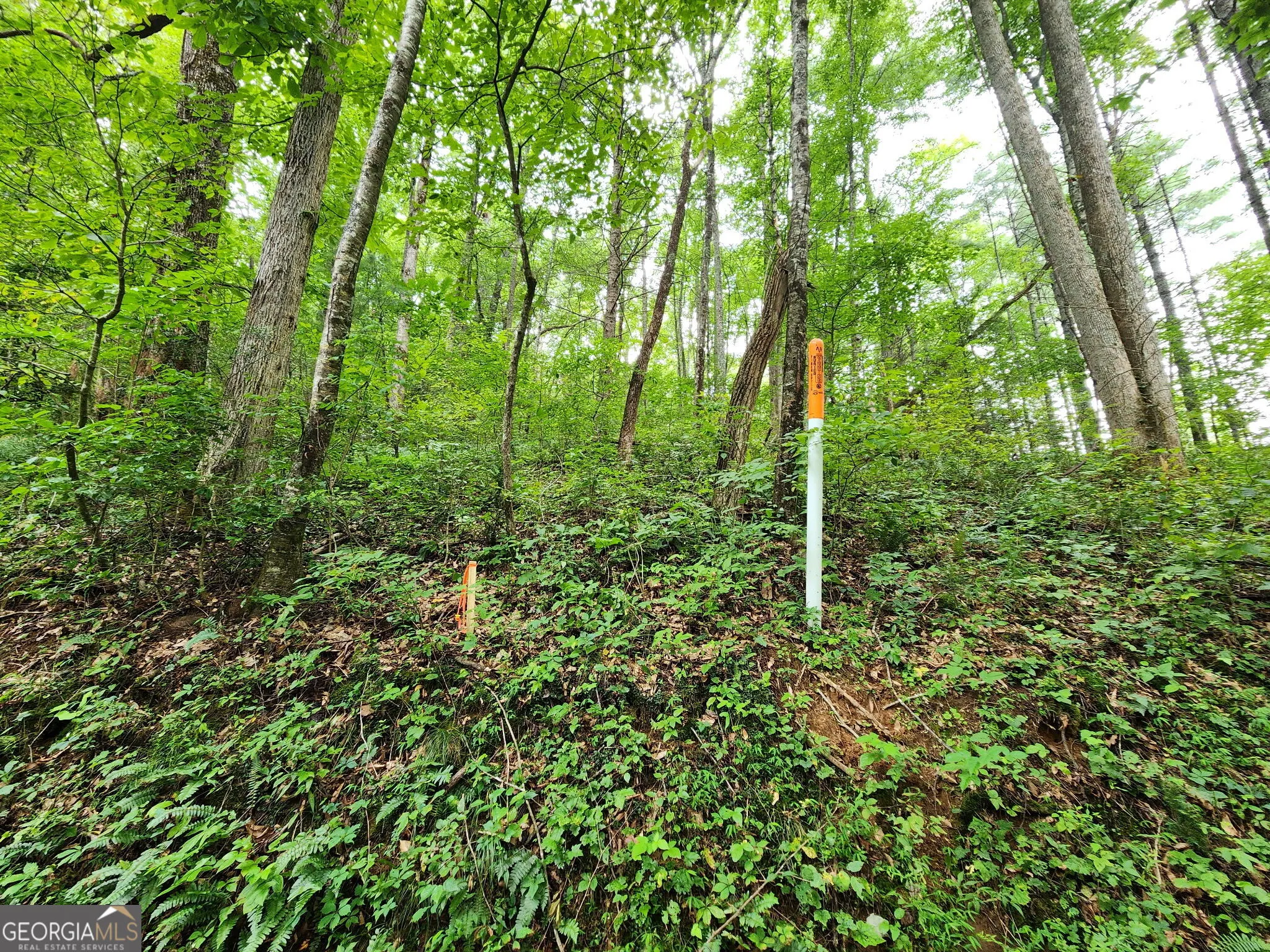 TRACT 2A Poplar Cove Trail
