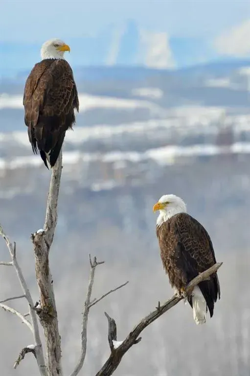 53 Mt Alberta View SE