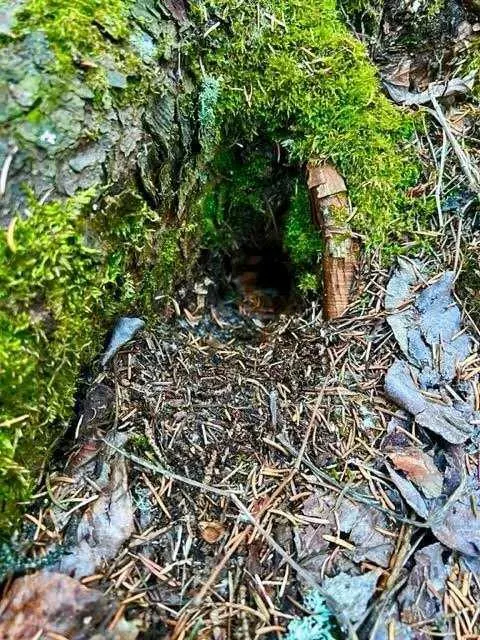 4 Wintergreen Way