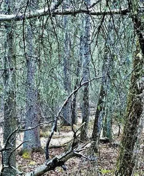 4 Wintergreen Way