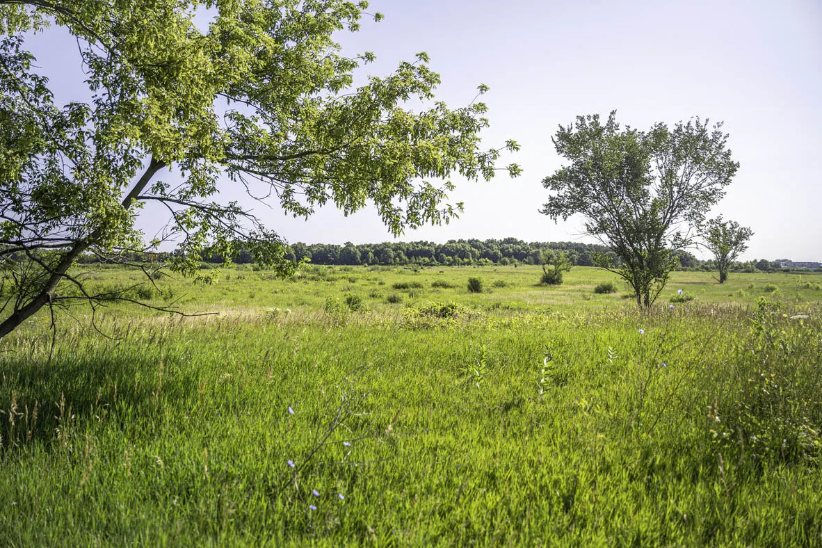 504 Autumn Moor Trail IL