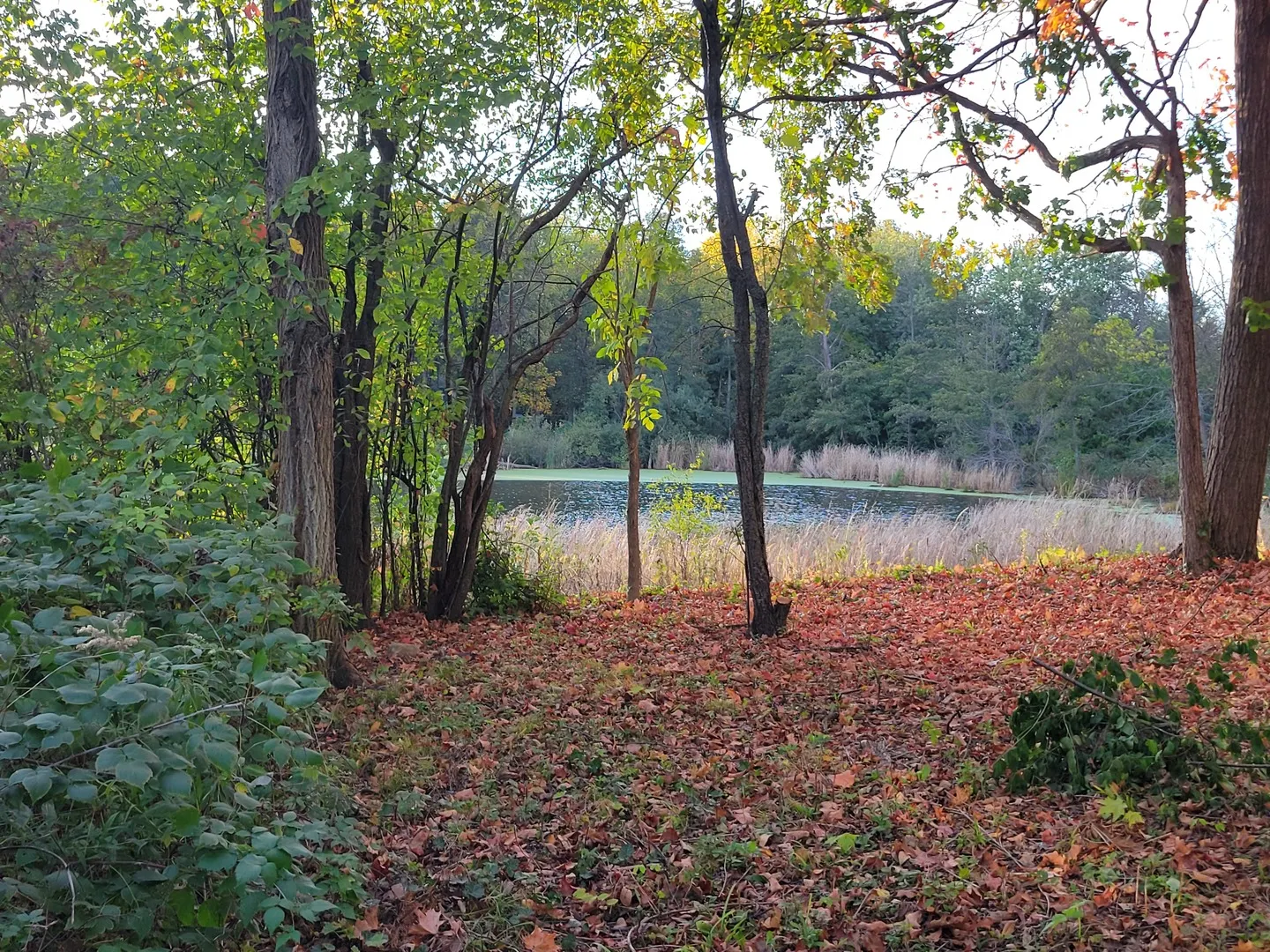 76 Whittington Course IL