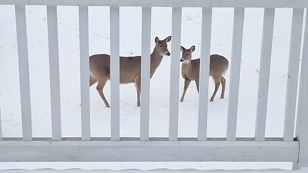 12255 Wildflower Lane IL