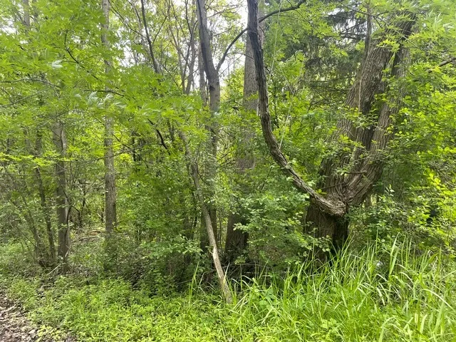 Lot 0 Pine Street S IL