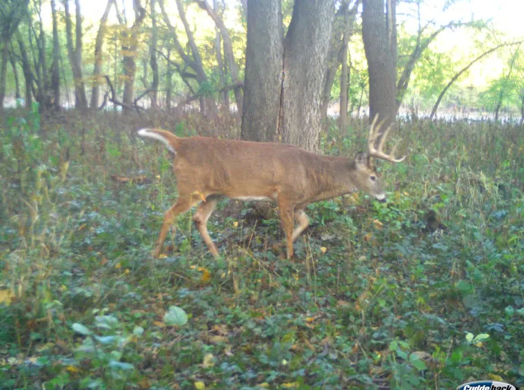 0 Pine Bluff Road IL
