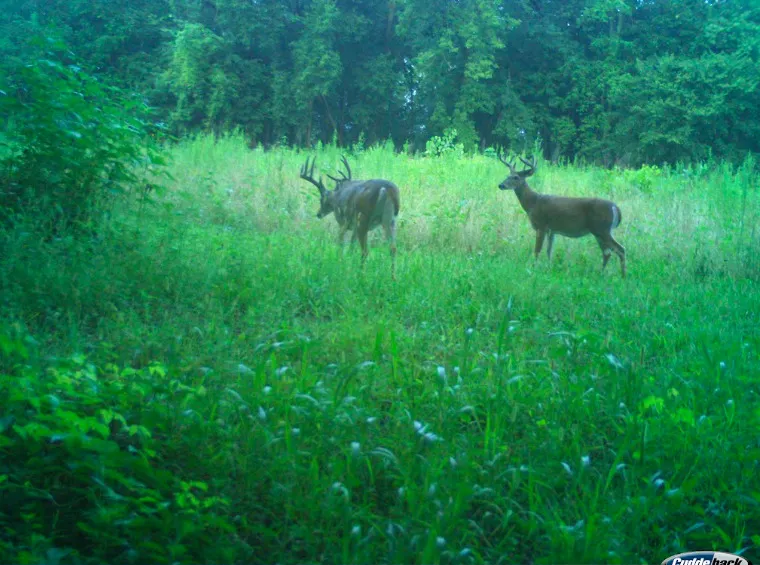 0 Pine Bluff Road IL