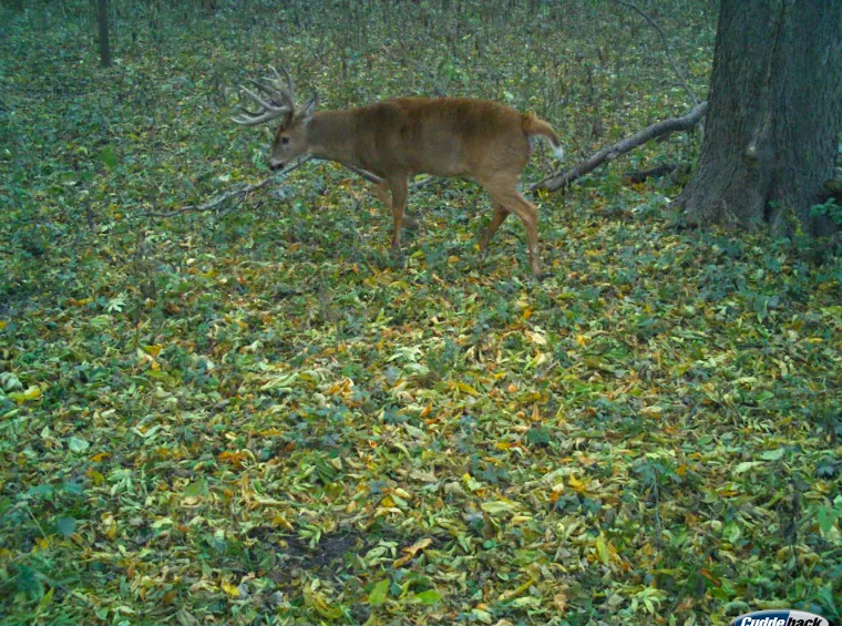 0 Pine Bluff Road IL