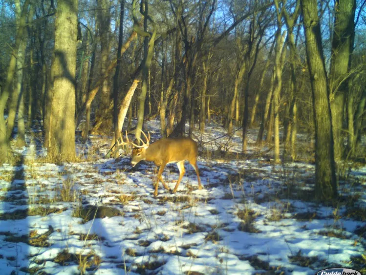 0 Pine Bluff Road IL