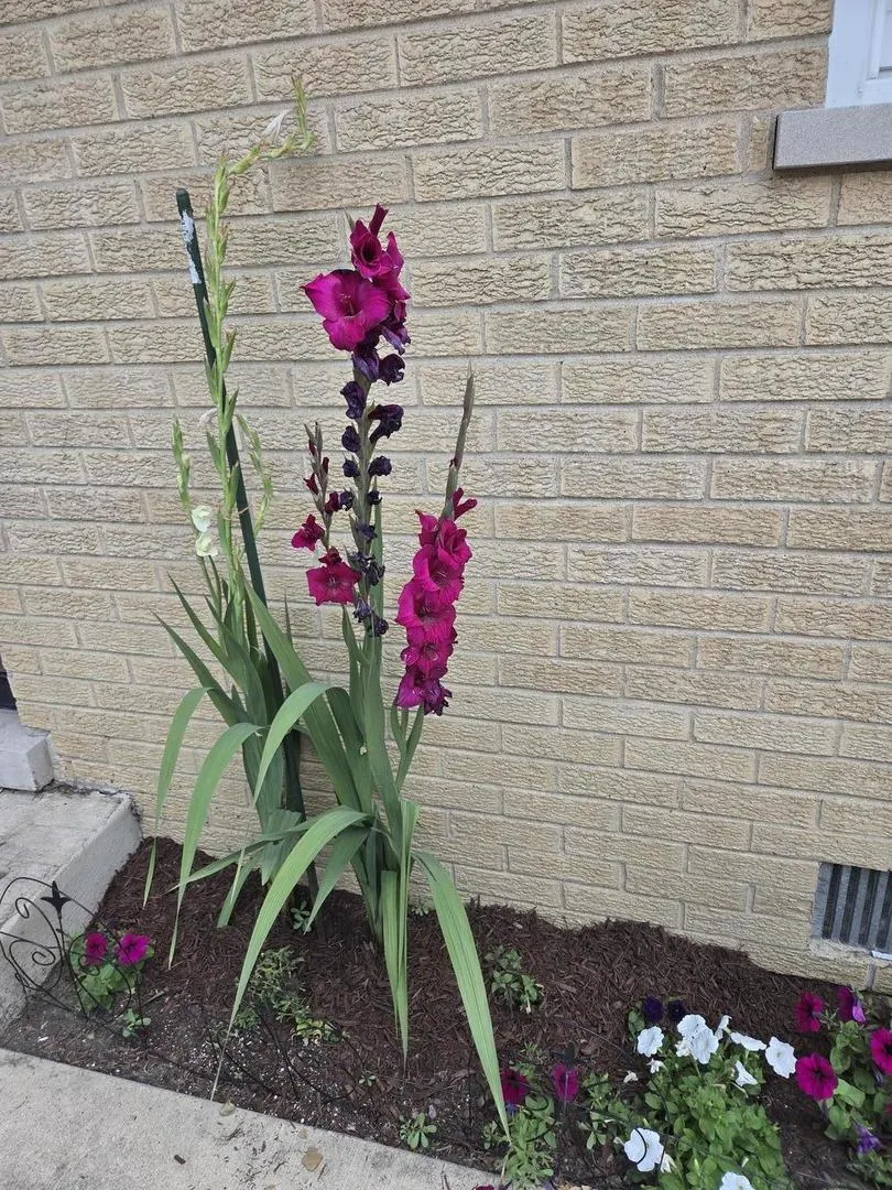 570 W Crockett Avenue IL