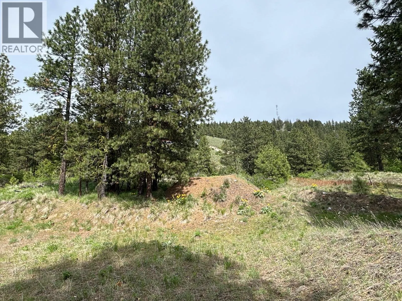 500 Sasquatch Trail
