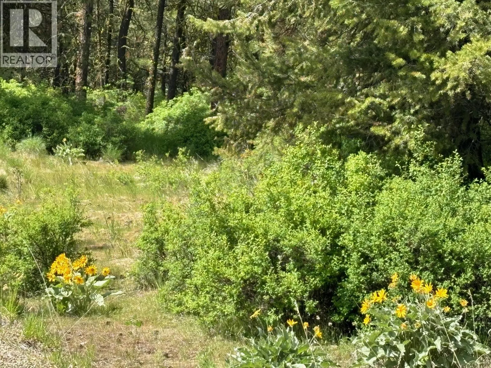 500 Sasquatch Trail