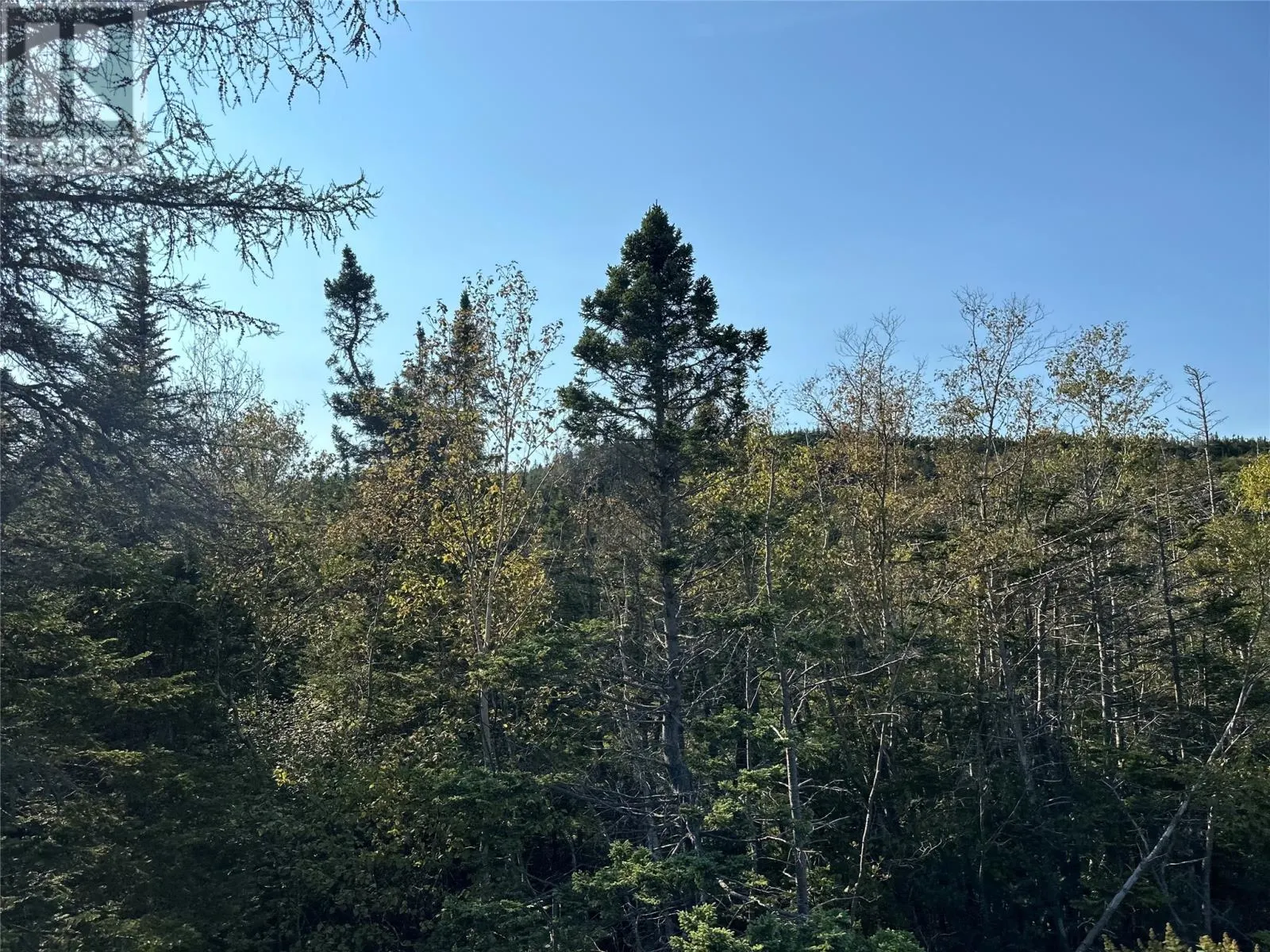 195 Conception Bay Highway