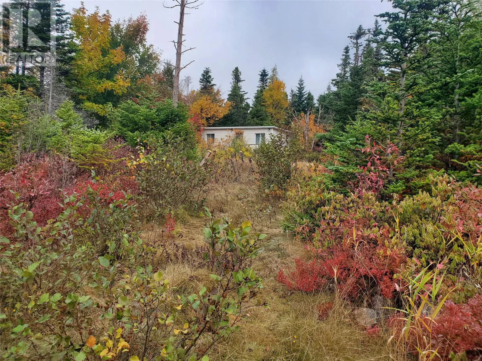 0 Old Witless Bay Line