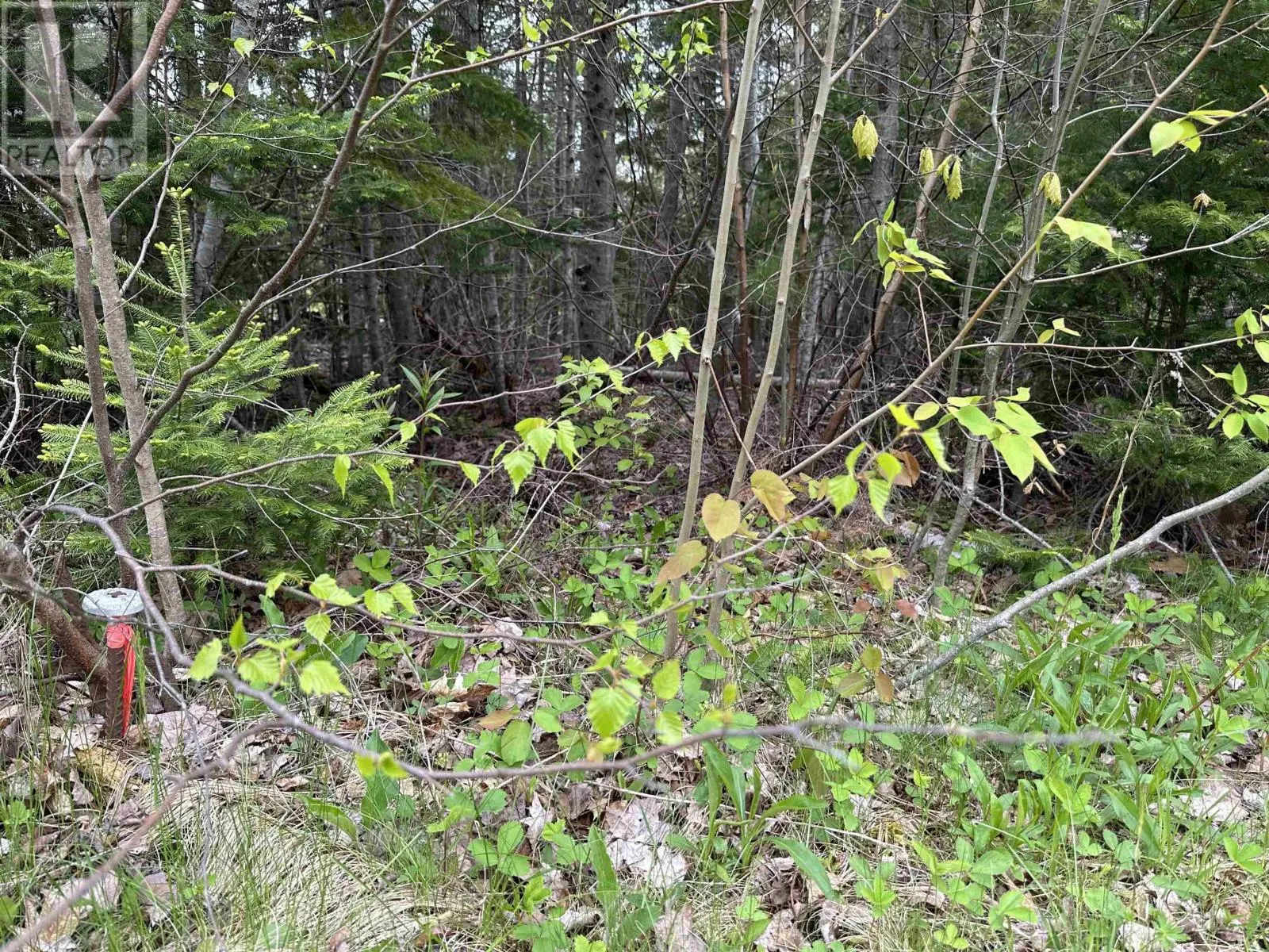 Lot 19 Acres Wallace Road