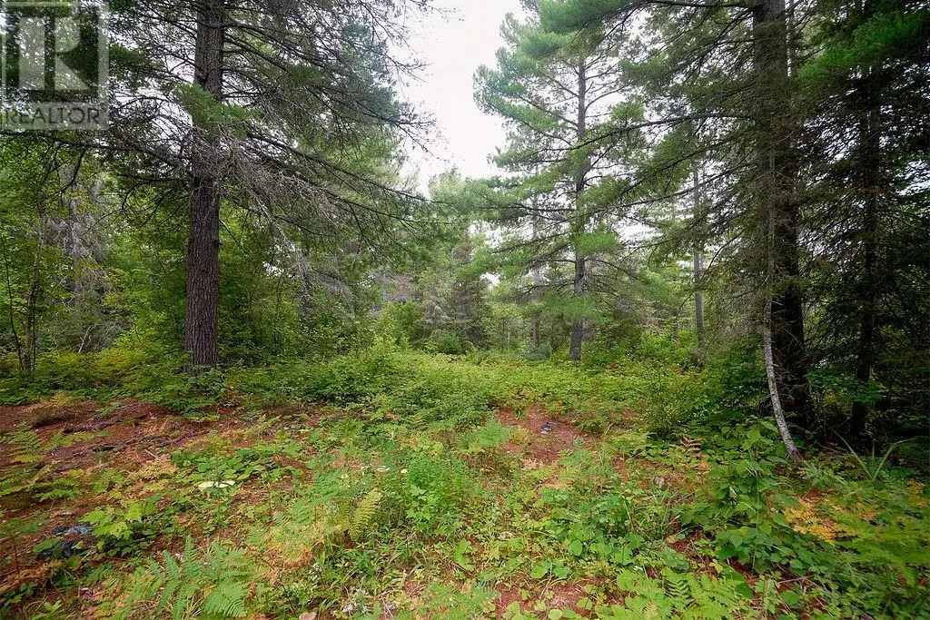 556 Lorne Falls