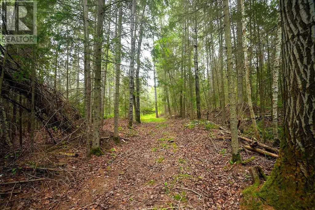556 Lorne Falls