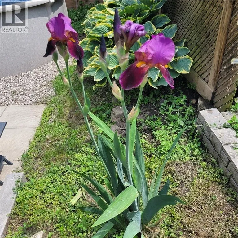 81 STRATHCONA Avenue