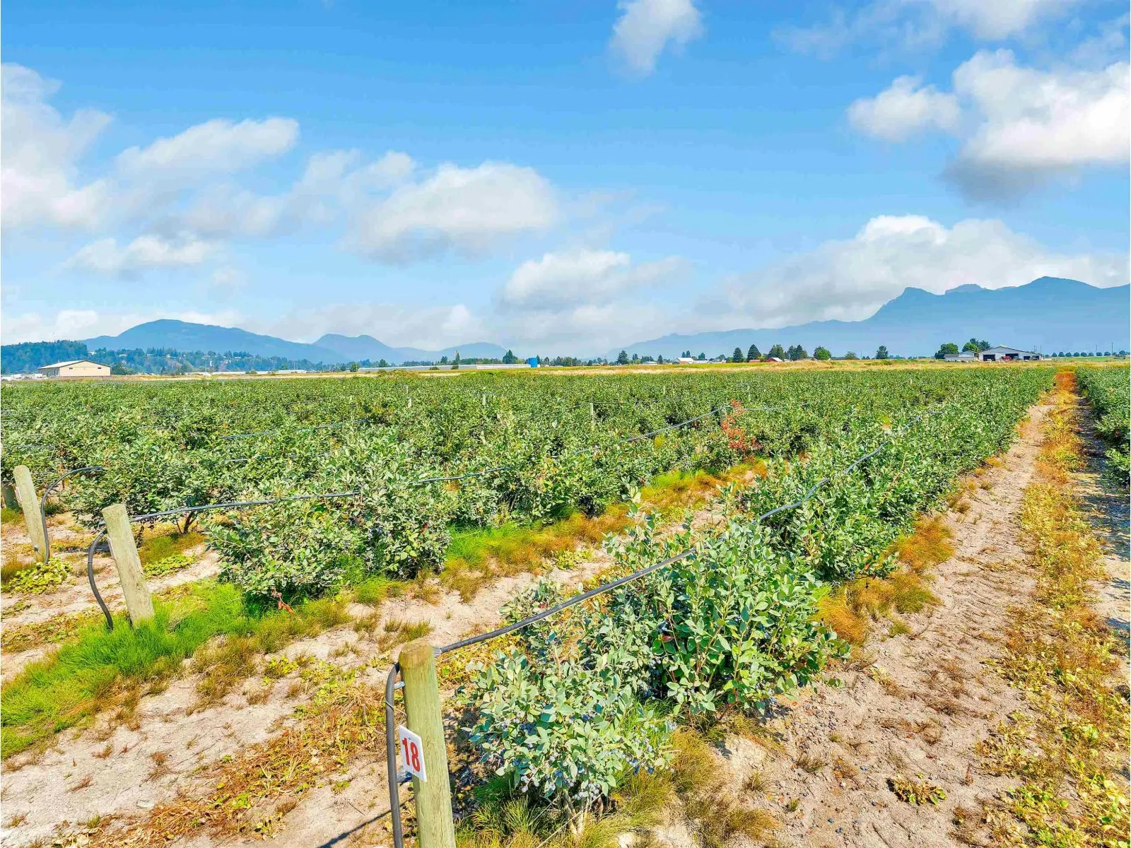 46950 CHILLIWACK CENTRAL ROAD|East Chilliwack