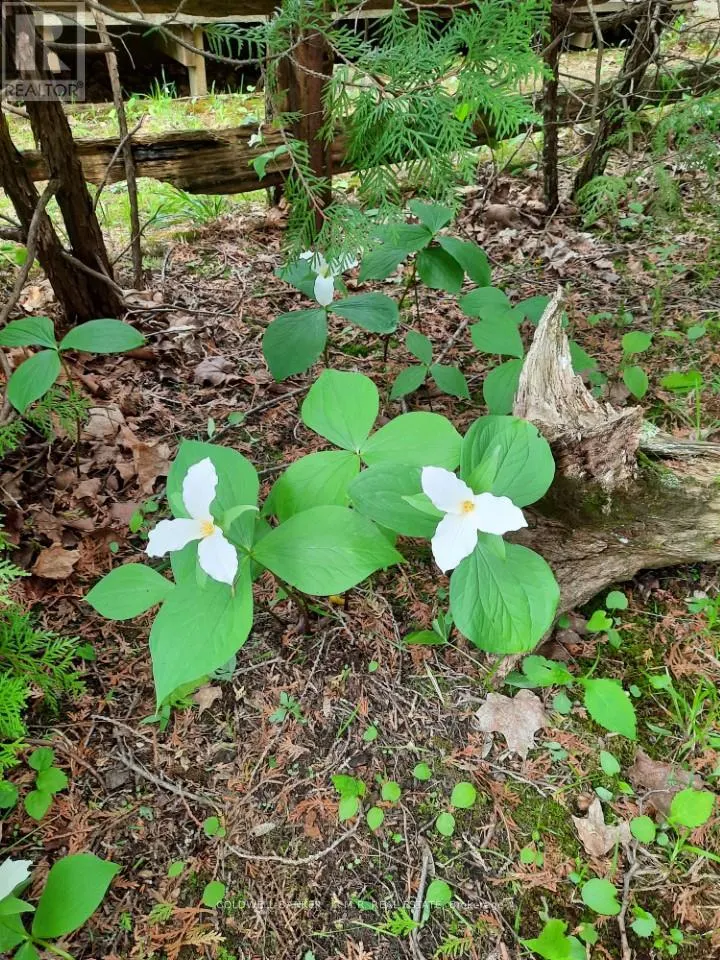LOT 5 - 4627 GANARASKA ROAD, #Lot 5