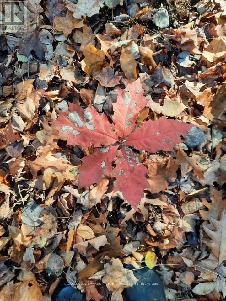 LOT 5 - 4627 GANARASKA ROAD, #Lot 5