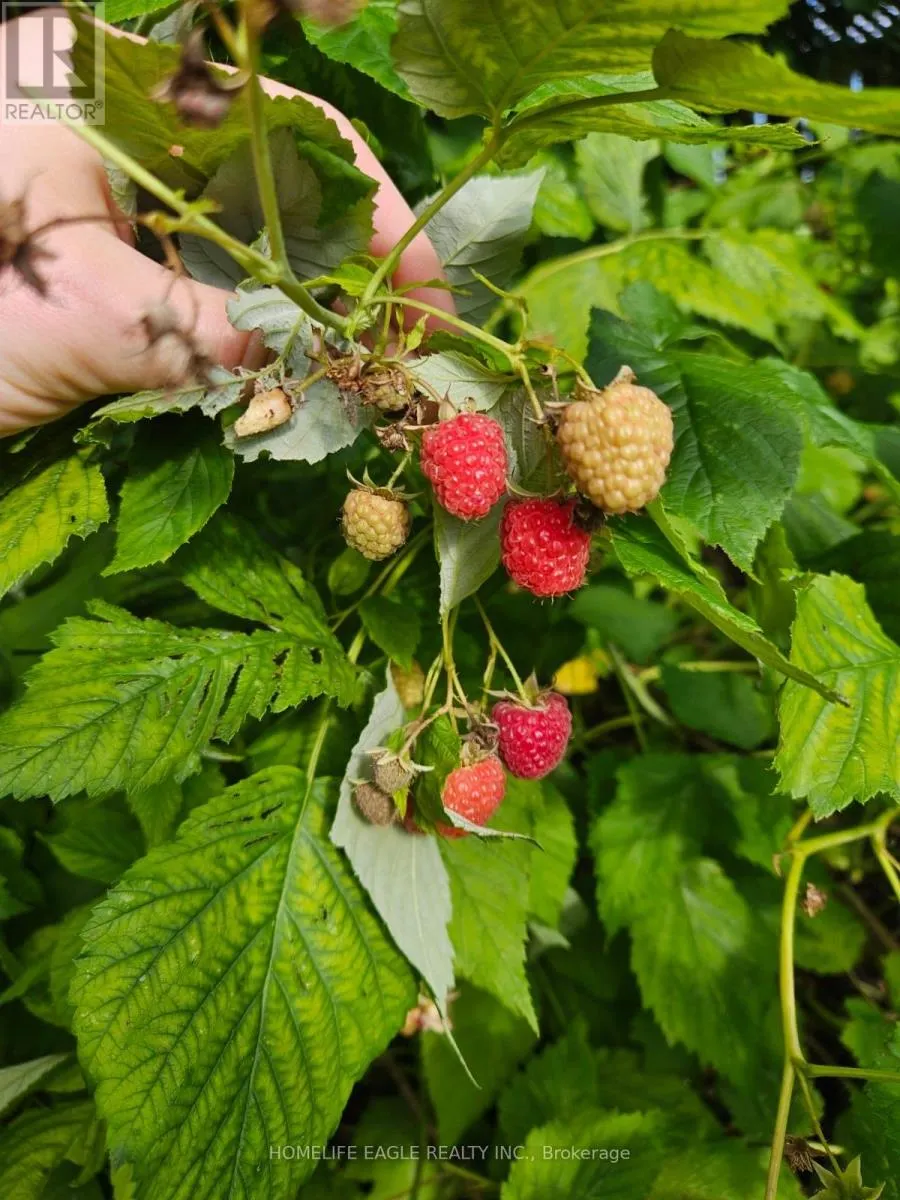 19280 DUFFERIN STREET