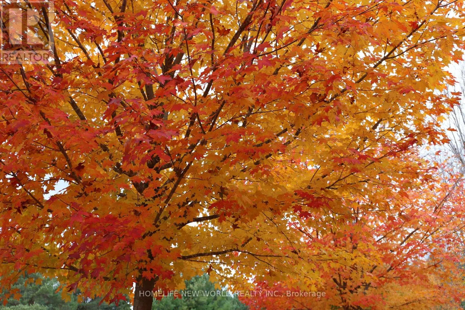 13867 WOODBINE AVENUE