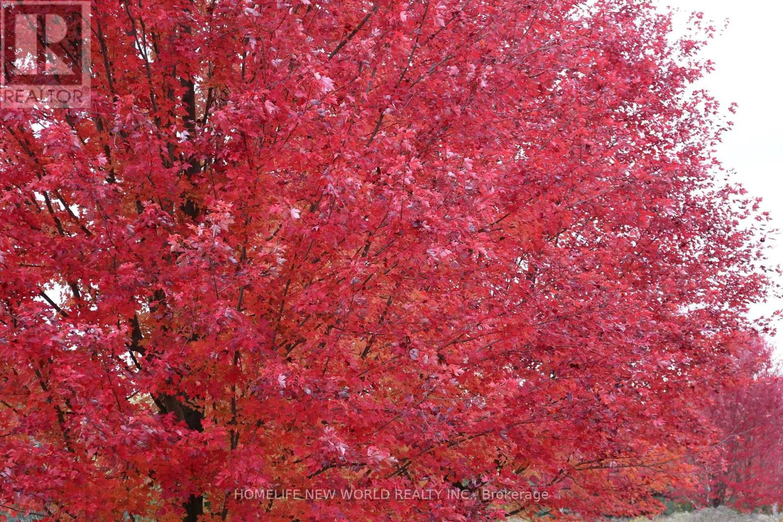 13867 WOODBINE AVENUE