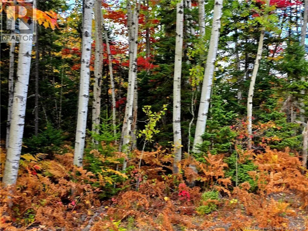 61.28 acres chemin Poirier