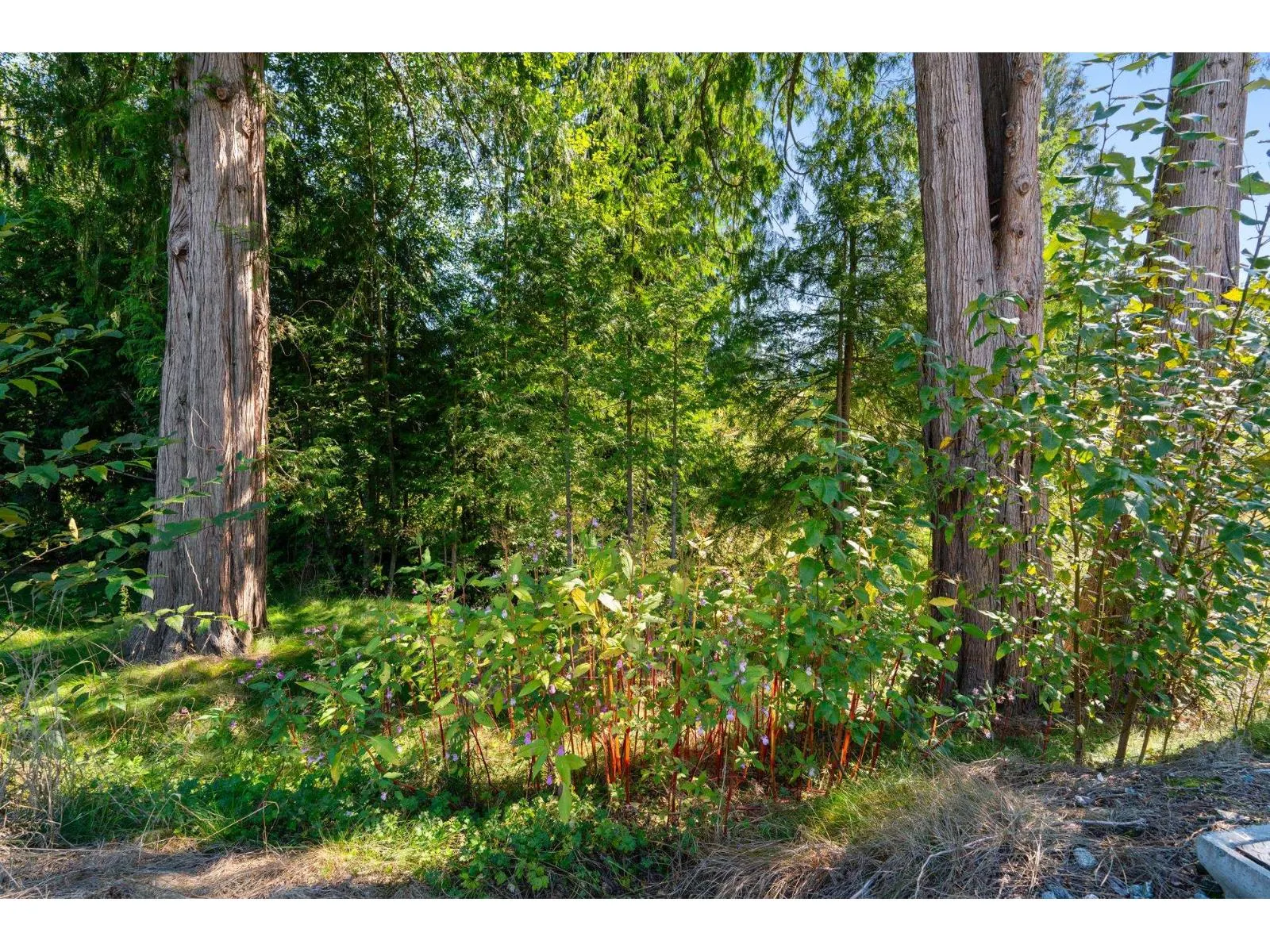 32295 SILVER CREEK DRIVE