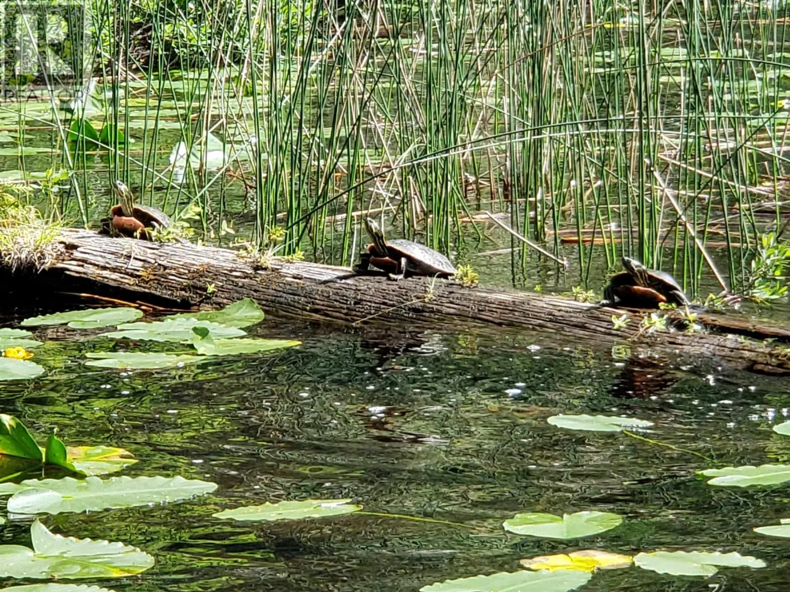 Lot 20 SAKINAW LAKE
