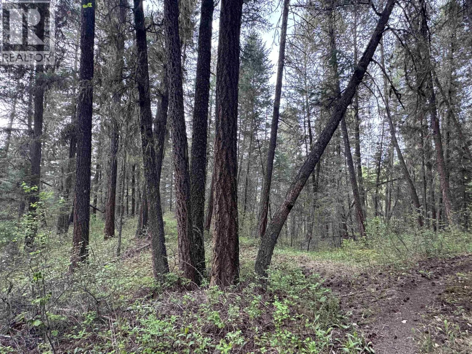 550 DOG CREEK ROAD