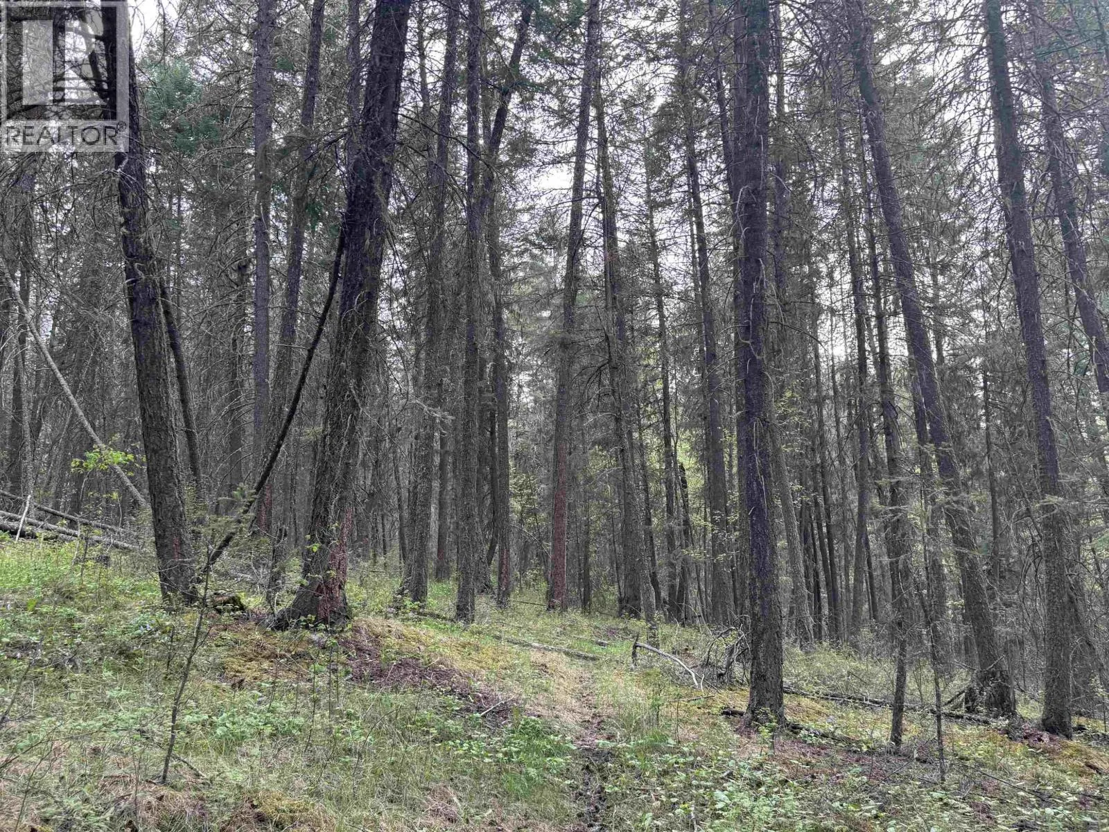 550 DOG CREEK ROAD