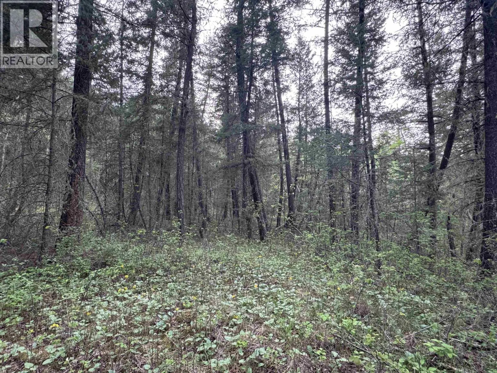 550 DOG CREEK ROAD