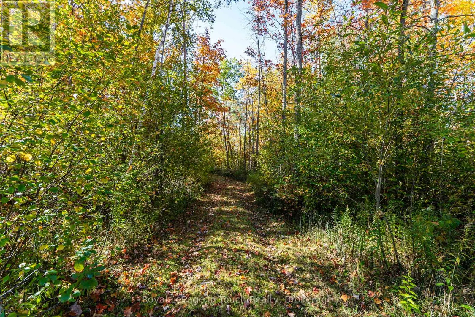 250 PEEK -A- BOO TRAIL