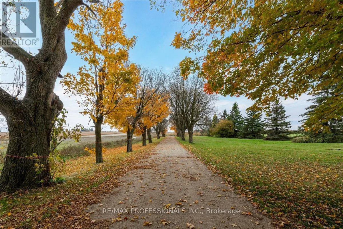 100 TINY FLOS TOWNLINE
